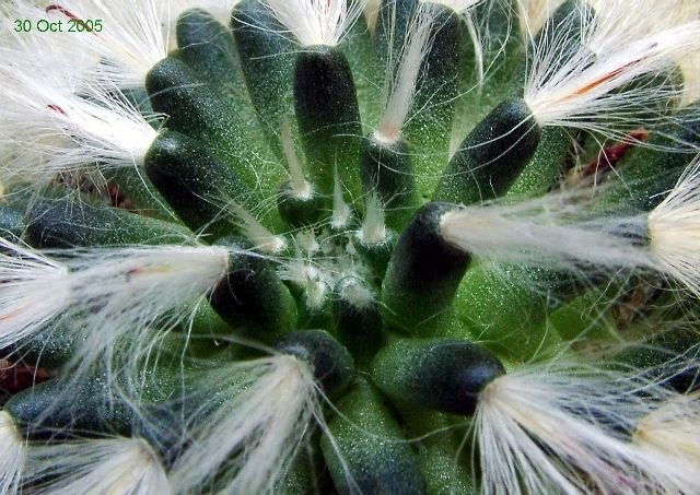 Mammillaria _bocasana_ ssp.bocasana_ 04_2
